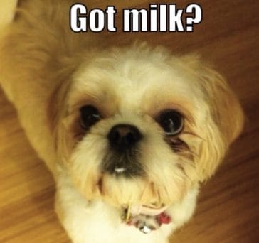 The 14 Funniest Shih Tzu Memes That Will Make You Laugh! - Page 2 of 3 ...