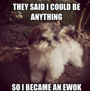 The 14 Funniest Shih Tzu Memes of All Times - Page 2 of 3 - PetPress