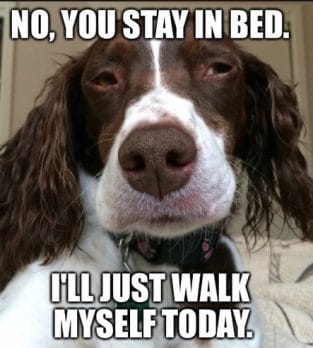 The 14 Funniest Springer Spaniel Memes of the Day! - Page 2 of 3 - PetPress