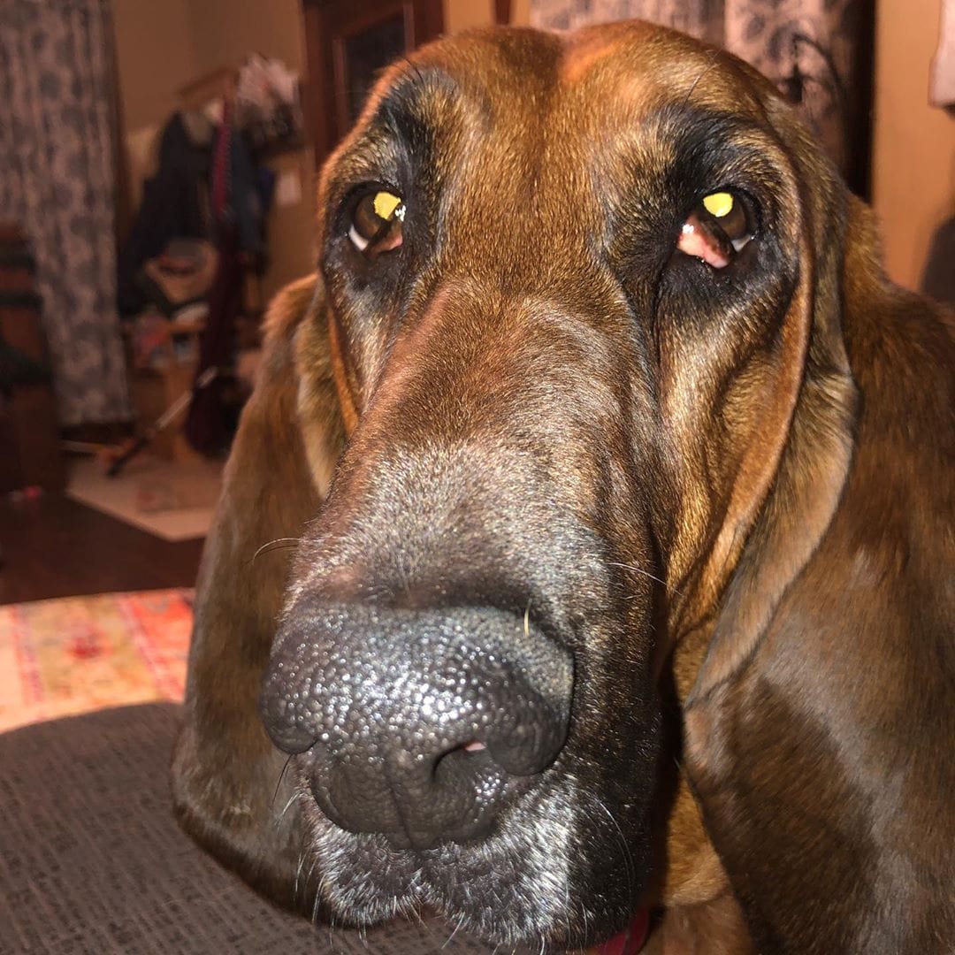 FACTS ABOUT BLOODHOUNDS visual data 2