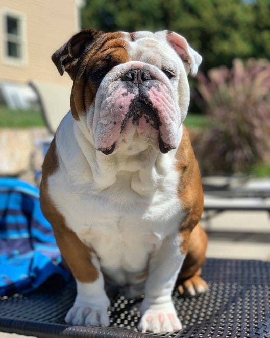 14 Solid Facts About Adorable English Bulldogs - PetPress