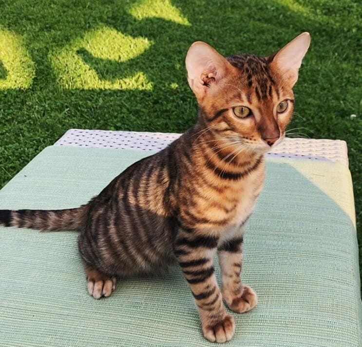 14 General Characteristics Of Toyger Cats PetPress