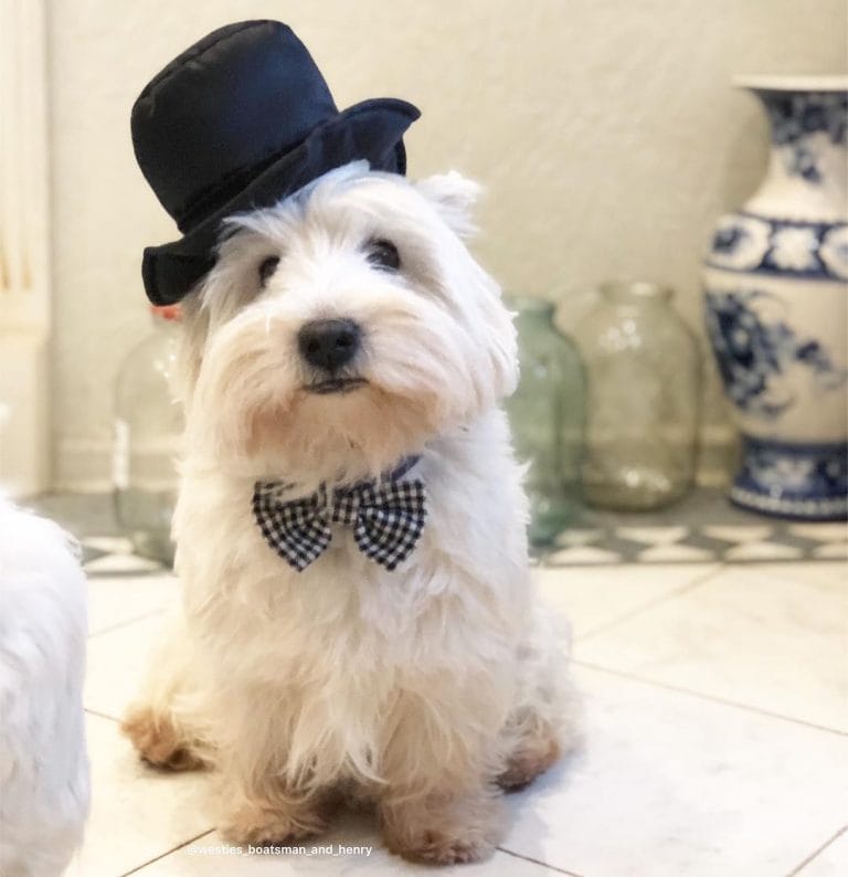 14 Hilarious Photos Of West Highland Terriers That Will Put A Smile On ...