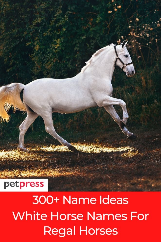 white-horse-names