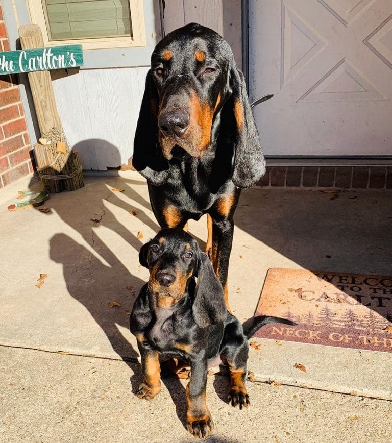 14 Pretty Facts About Black And Tan Coonhound Dogs PetPress