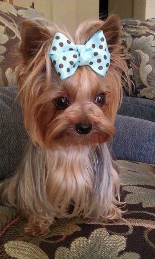 14 Cute Yorkies That Are Very Happy - PetPress