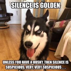 15 of the Best Siberian Husky Memes - Page 2 of 3 - PetPress