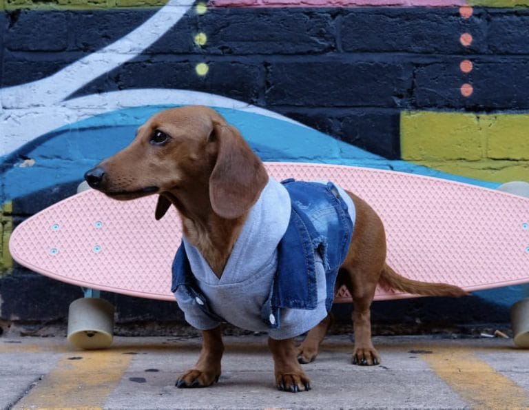 The 14 Best Jobs For Dachshunds - Petpress