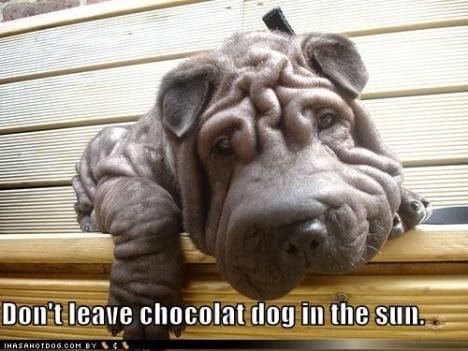 14 SharPei Memes That’ll Leave You Howling With Laughter PetPress