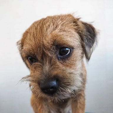 14 Border Terrier Pics Only Their Owners Will Understand - PetPress