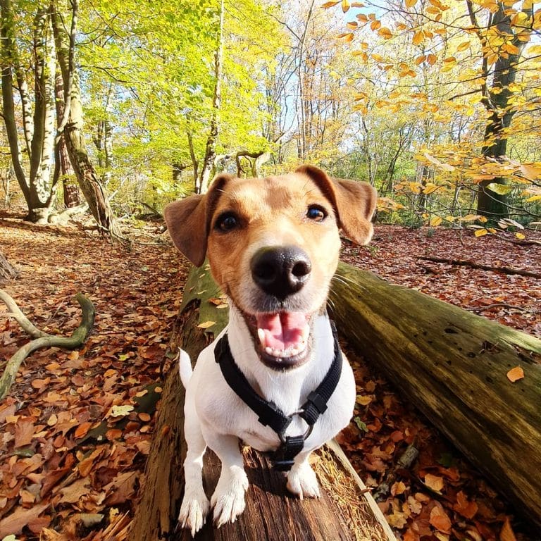14 Energetic Facts About Jack Russells That Everyone Should Know PetPress