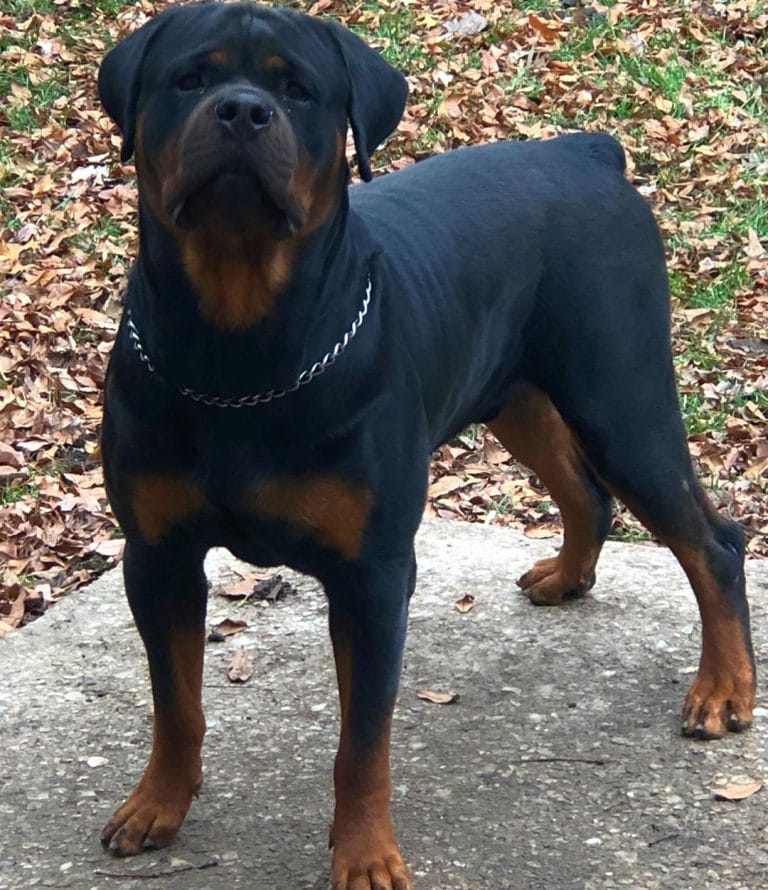 14 Fun Facts You Probably Didn't Know About Rottweilers - Page 2 of 3 ...