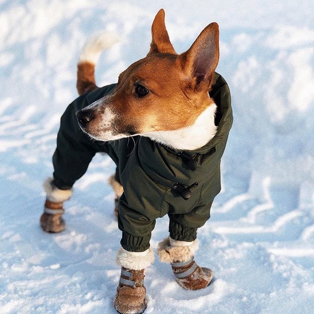 14 Energetic Facts About Jack Russells That Everyone Should Know PetPress