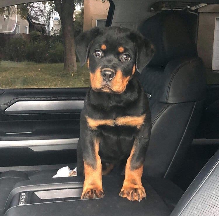 14 Fun Facts You Probably Didn't Know About Rottweilers - PetPress