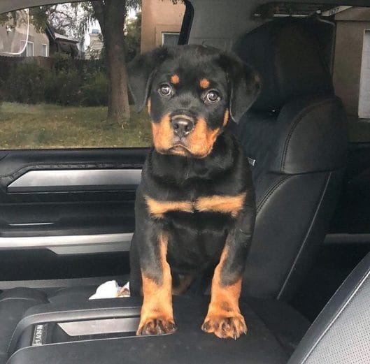 14 Fun Facts You Probably Didn't Know About Rottweilers - PetPress