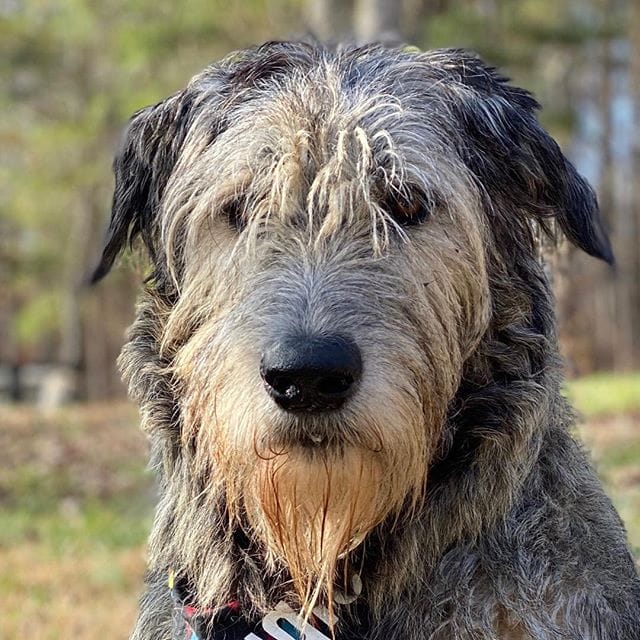 14 Interesting Facts You Never Knew About The Irish Wolfhound Page 2