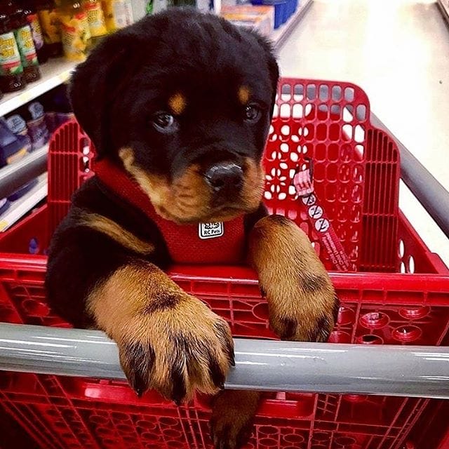 14 Fun Facts You Probably Didn't Know About Rottweilers - PetPress