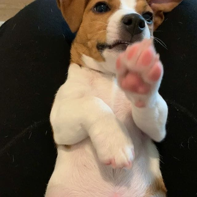 14 Energetic Facts About Jack Russells That Everyone Should Know PetPress