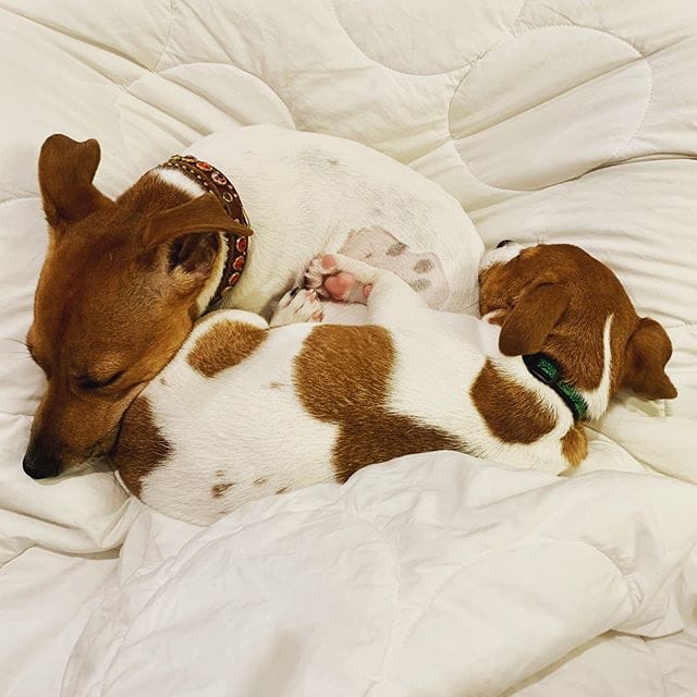 14 Energetic Facts About Jack Russells That Everyone Should Know PetPress