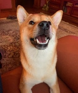 14 Things You Should Know About Shiba Inu - PetPress