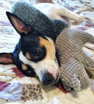 14 Funny Pictures Explaining Why People Choose Rat Terriers - PetPress