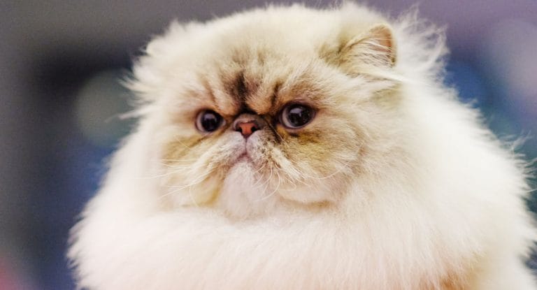 14 Tips To Apologize To Your Persian Cat - PetPress