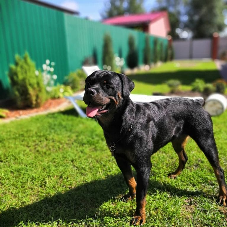 14 Reasons Rottweilers Are The Absolute Worst - Page 2 of 3 - PetPress