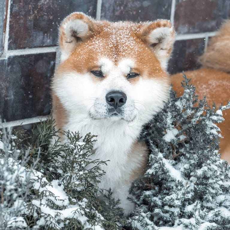 14 Photos That Tell How Akitas Spend Winter Holidays - PetPress