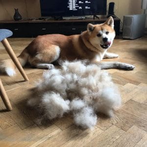 15 Things All Akita Inu Owners Must Never Forget - PetPress