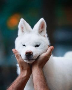 14 Akitas So Happy You Can’t Help But Smile - PetPress