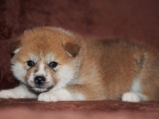 14 Rules for Choosing an Akita Inu Puppy - PetPress