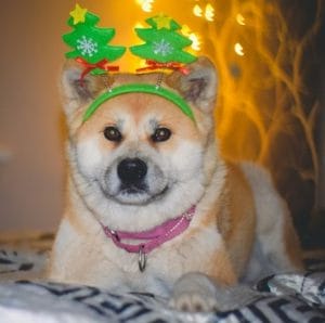 15 Akita Inu Nutrition Tips That You Should Know To Take Care of Your Dog