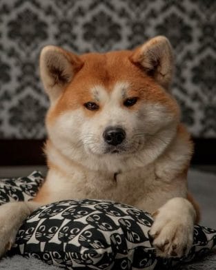 15 Advantages And Disadvantages of Akita Inu That You should Know