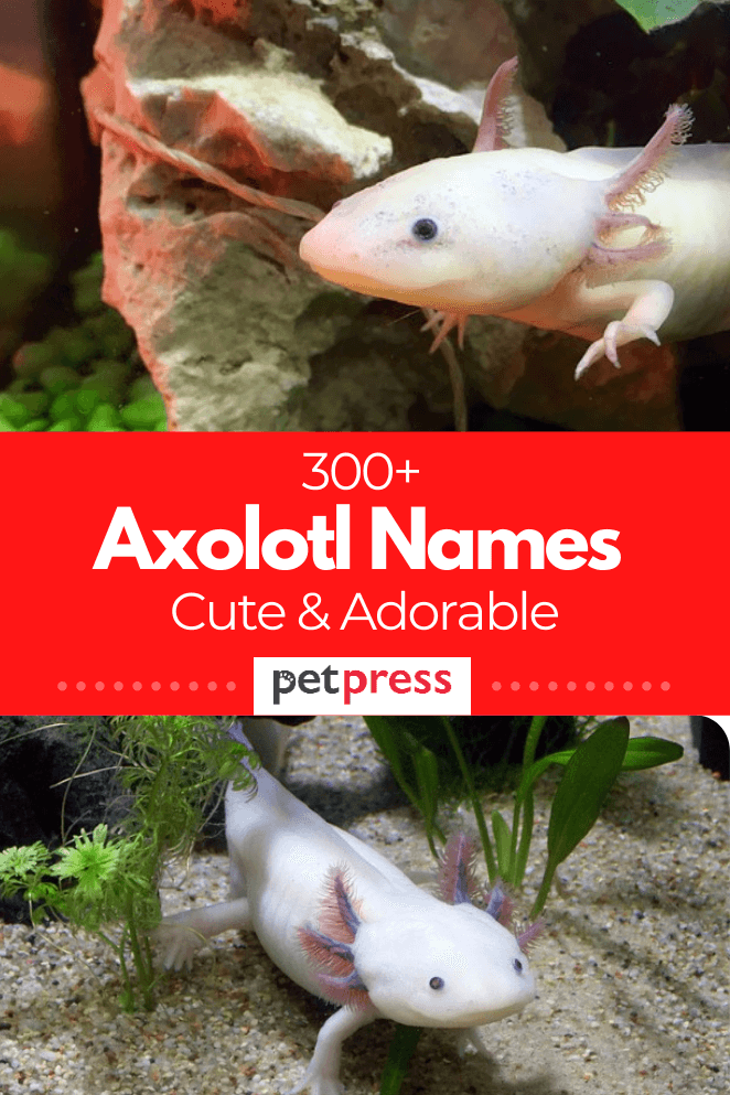Axolotl-names