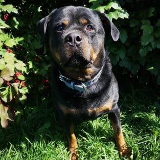 14 Reasons Rottweilers Are The Absolute Worst - PetPress