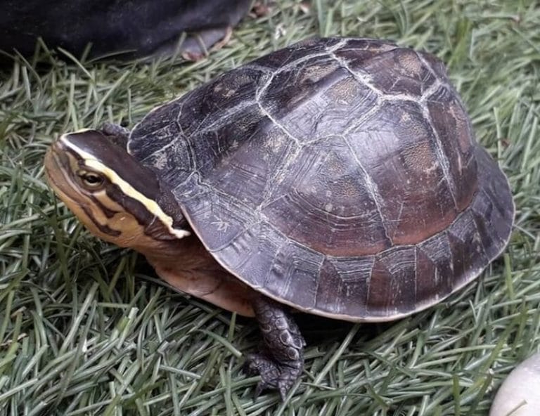 Funny Turtle Names - 250 Hilarious Ideas for Naming Your Pet Turtle ...