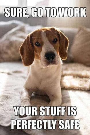 14 Funny Beagle Memes To Make Your Day - PetPress