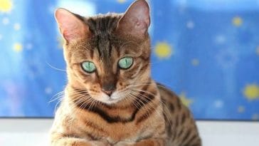 Bengal Cat