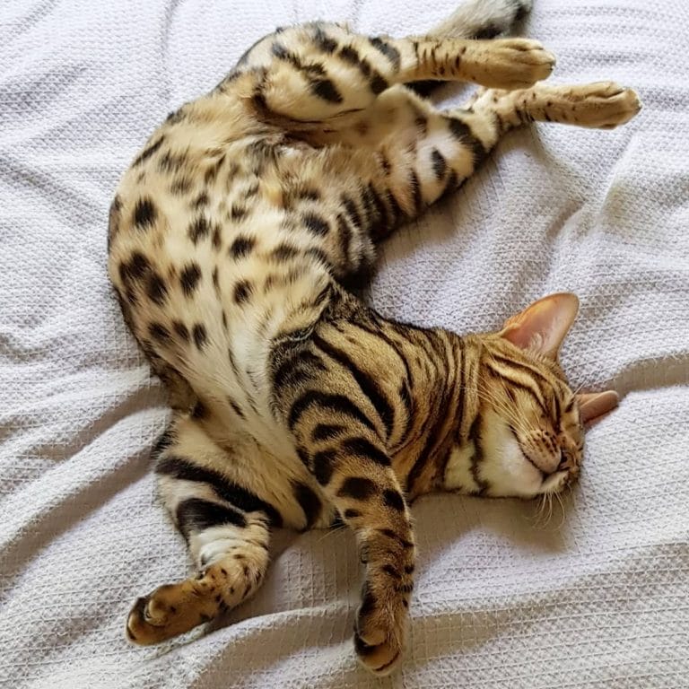 15 Fascinating Facts About Bengal Cats - Page 2 of 3 - PetPress