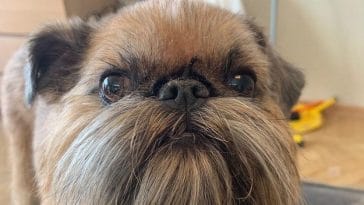 Brussels Griffon facts
