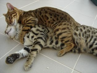 14 Things Bengal Cats Would Like To Tell You - PetPress