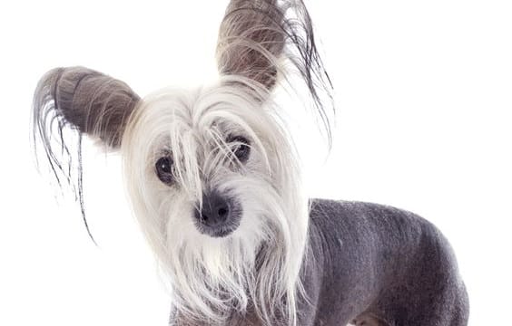 15 Amazing Facts You Didn T Know About The Chinese Crested Petpress 15 Amazing Facts You Didn T Know About The Chinese Crested Petpress