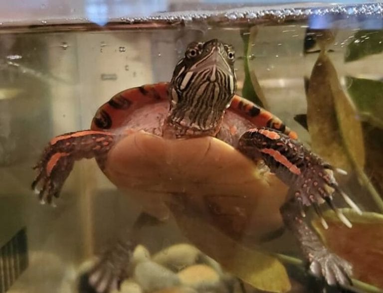 Girl Turtle Names - 170 Great Female Turtle Names - PetPress