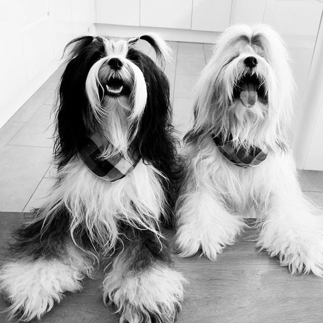 14 Tibetan Terriers Who Know How to Entertain Themselves PetPress