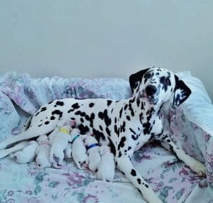 15 Incredible Facts About The Dalmatians: breed history, salient ...