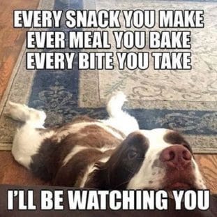 14 Funny Springer Spaniel Memes - PetPress