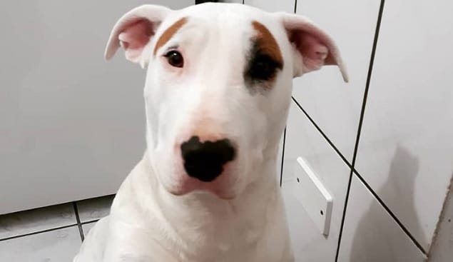 what is the mix of a bull terrier