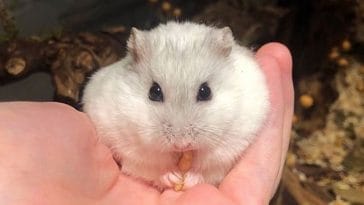 Dwarf Hamster Names