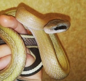 Best Female Snake Names - 180 Amazing Ideas For Naming Your Pet Snake ...