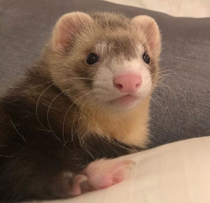 Top 500+ Ferret Names (Cute, Funny, & Cool Names)